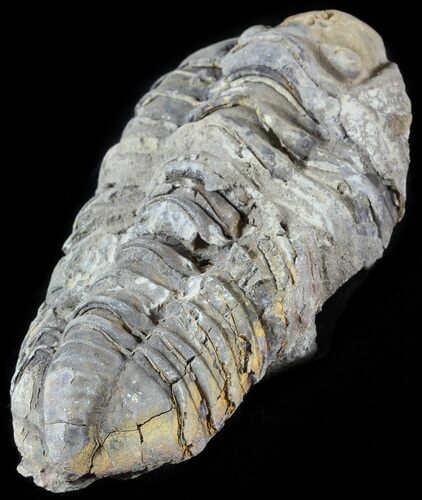 Calymene Trilobite From Morocco #49630